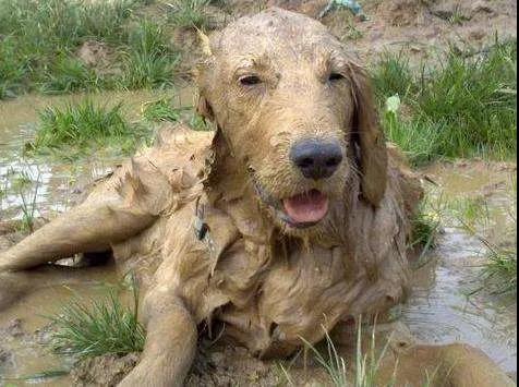 狗狗回乡过年前后大对比：你谁啊？我家狗呢！