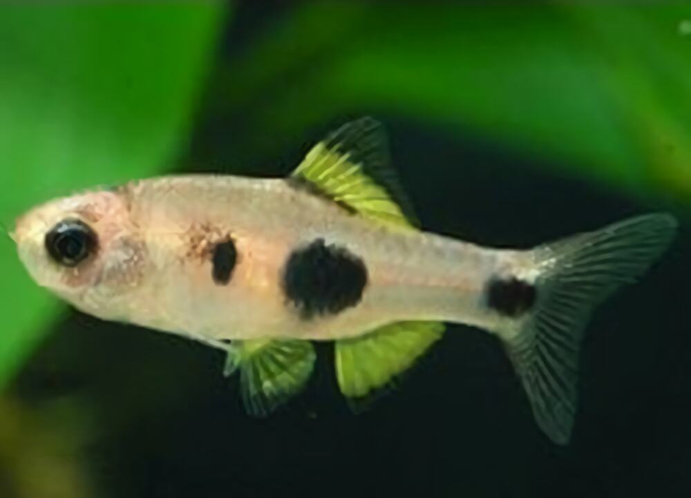 大点鲫身份信息