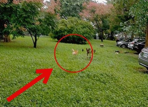 柴犬挣脱绳子，越叫越走气死人！最后主人用妙招让它乖乖回来