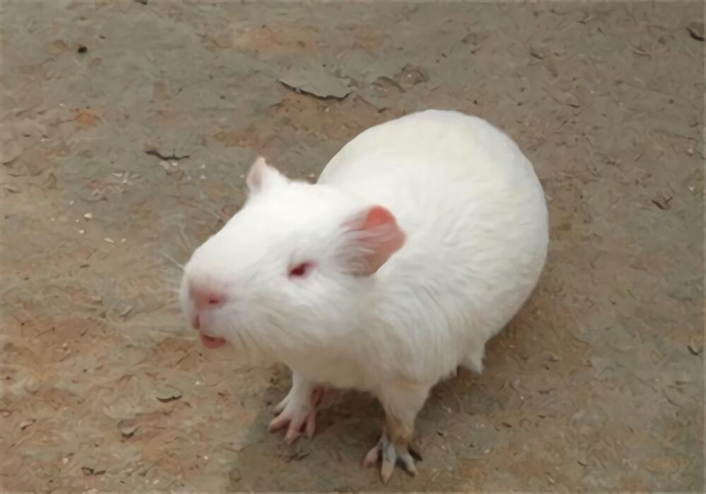 缎毛白色凤冠天竺鼠身份信息
