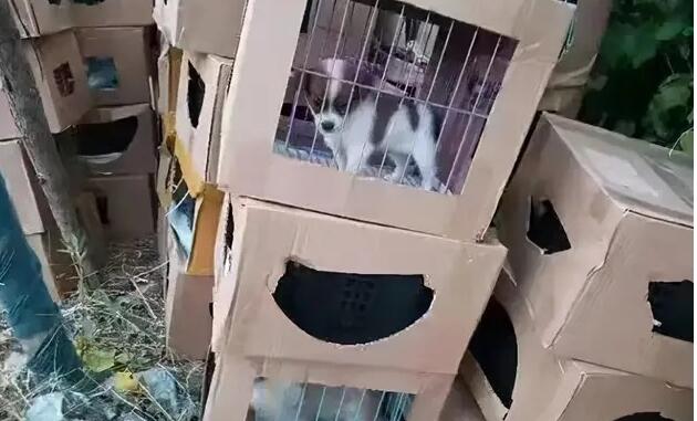 上百只活体宠物盲盒被遗弃在小区门口,奶猫奶狗哀嚎不止