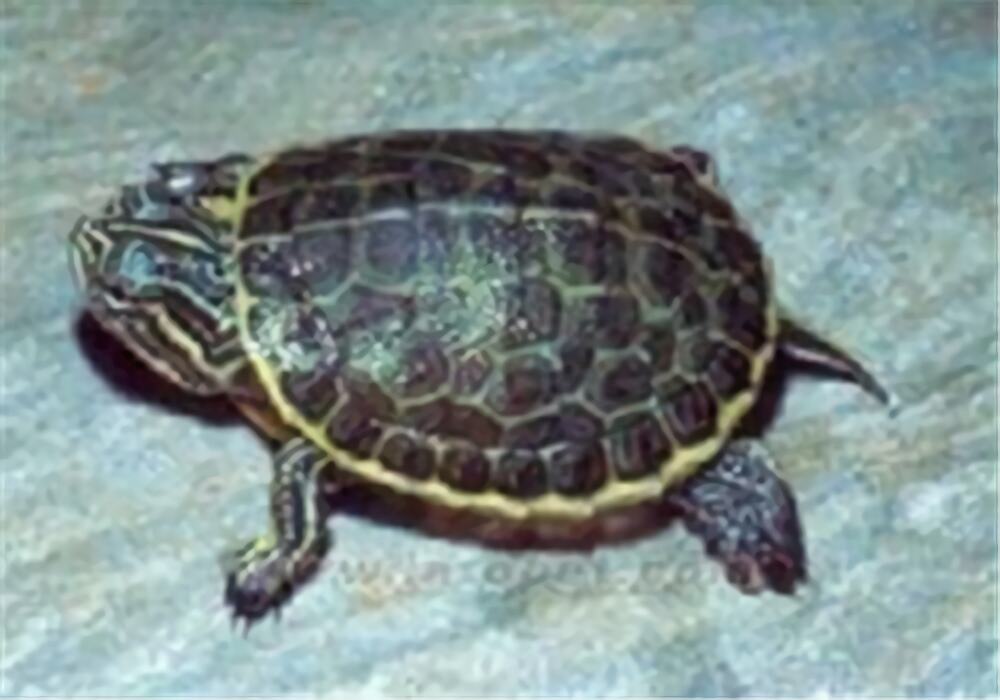 东部网目鸡龟身份信息