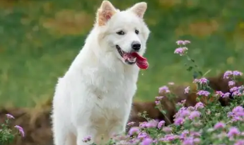 送宠物店洗澡的小狗因店员疏忽跑出被撞死:主人索赔数万,协商未果