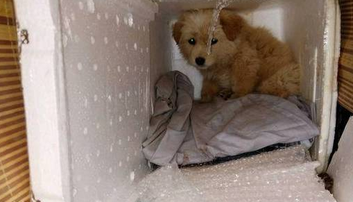 得了犬瘟的小土狗被建议放弃治疗,它的反应让人心塞