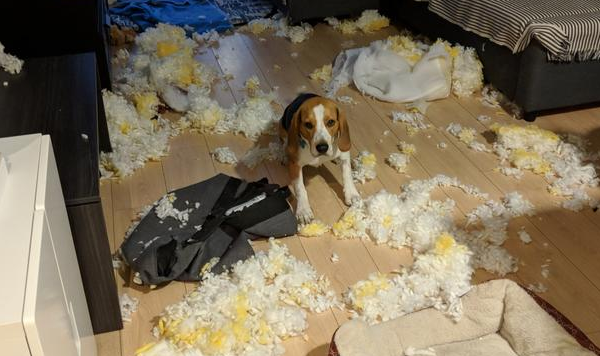 狗主人破口大骂:“我每日都遛猫遛狗,为何狗狗還是撕家?