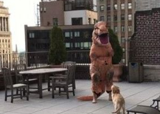小黄金猎犬乱入镜头乱跑 主人演侏罗纪公园被搞砸
