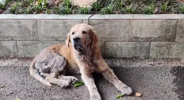 金毛犬,历经了多少磨难,才遇到一位愿意帮它的人!