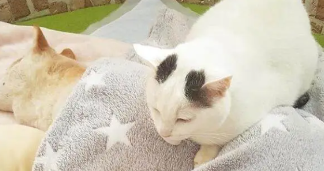 16岁柴犬即将去世,猫咪时刻陪伴它,做出的反应令人泪如泉涌