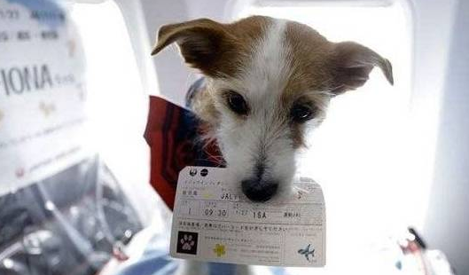 阿拉斯加上飞机!南航:证件齐全,这是至精神抚慰犬!