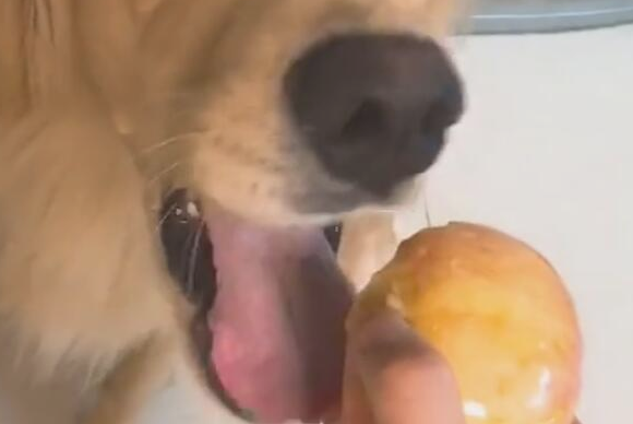 狗狗被主人捉弄,苹果到嘴上不能吃,結果狗狗生气了!