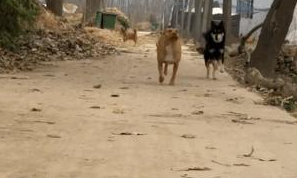女孩子养比特犬,狗狗浑身肌肉,现实版美女与野兽?