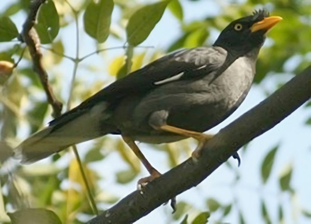 八哥鸟身份信息