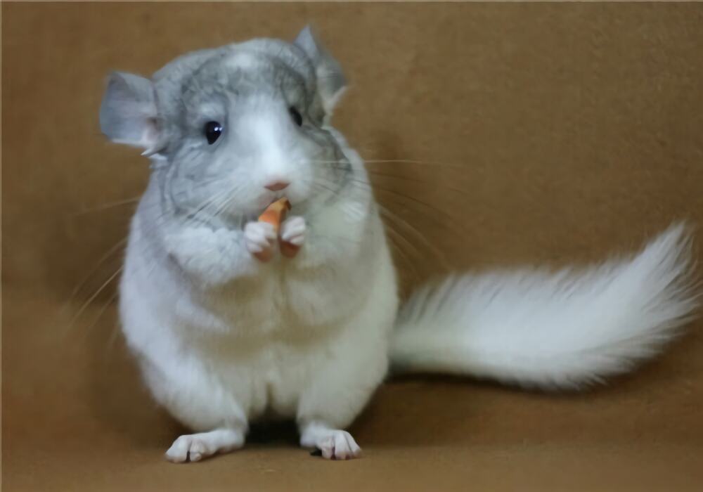 银斑龙猫身份信息