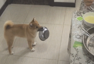 主人们偷吃大餐柴犬叼着碗小跑步回来:餐厅厨房还有我柴柴的坐位吗?