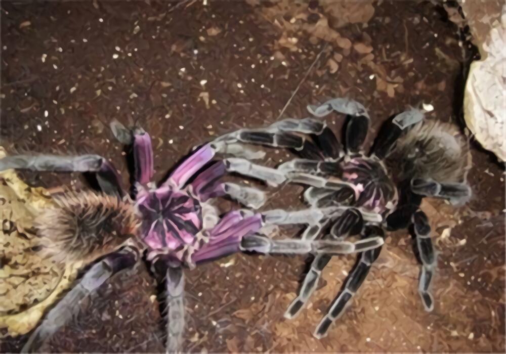 哥伦比亚镭射身份信息