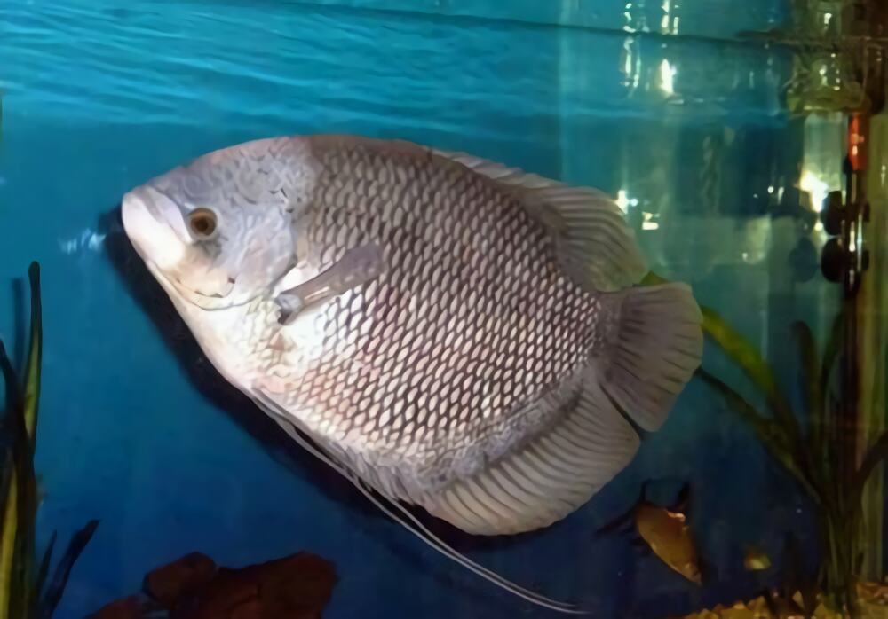 古战舰身份信息