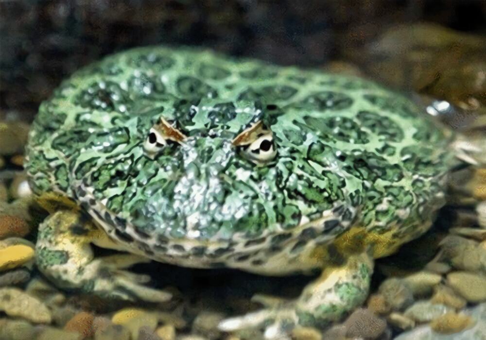 南美角蛙身份信息