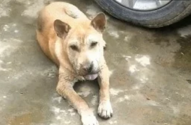 狗狗吐着舌头扮鬼脸,男子本觉得很滑稽,仔细一看却笑不出来