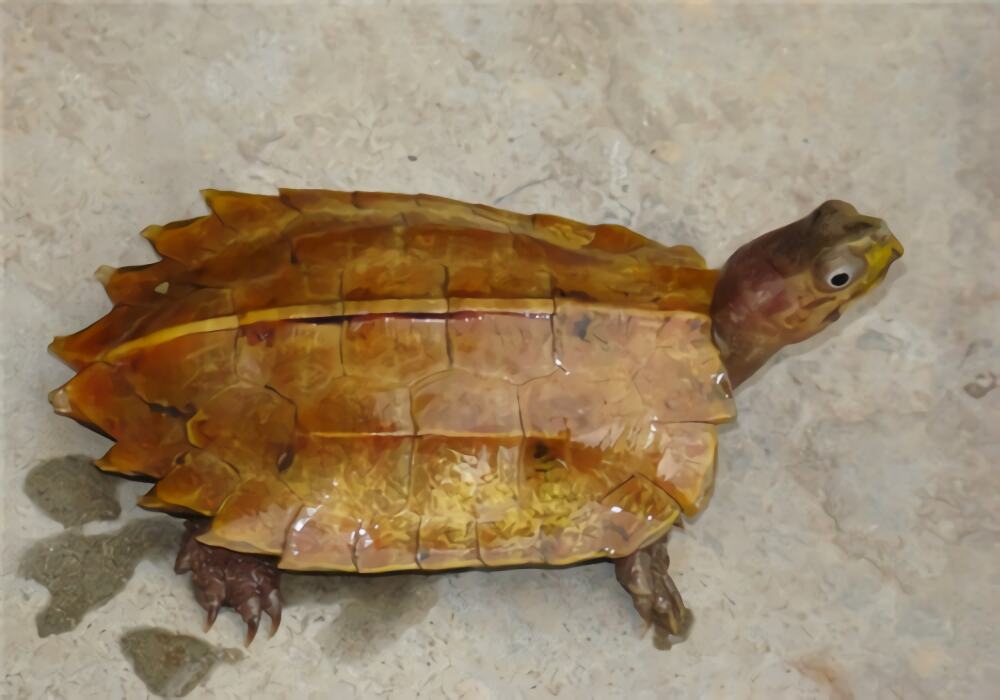 枫叶龟身份信息