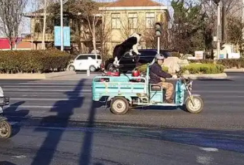 男子路遇遛狗三轮车,狗子带着车子跑。网友:三轮四驱新能源