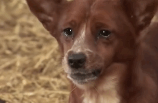 动物间的感情|牛妈妈要被卖掉后,狗子眼里满是泪水