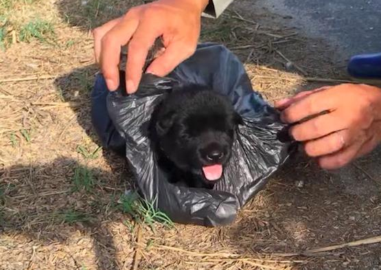 摩托主帅两只小狗放入塑料袋里,还加上了死结,中途将他们丢弃