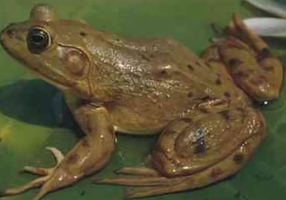 猪鸣蛙身份信息