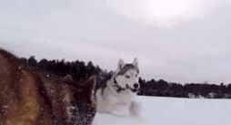 下雪天雪橇犬在雪地玩疯了,有些狗子却烤火到把毛都被烤焦了……