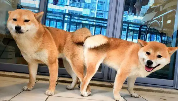 柴犬把“情人”带回了家,现在它们都已经生了小狗