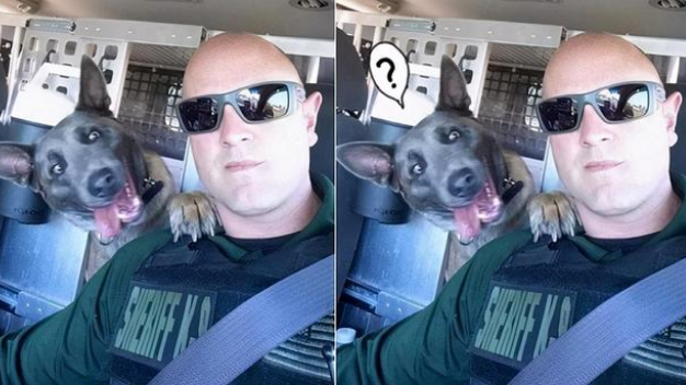 这警犬简直表情包！网友：它下班后跟我家傻狗差不多