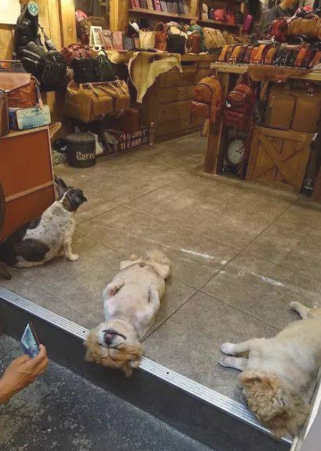 老板请小狗看来店,結果它却睡成这样子