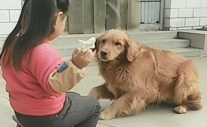 从小孩子手上骗吃的,这一条狗还很春风得意,需不需要点狗脸