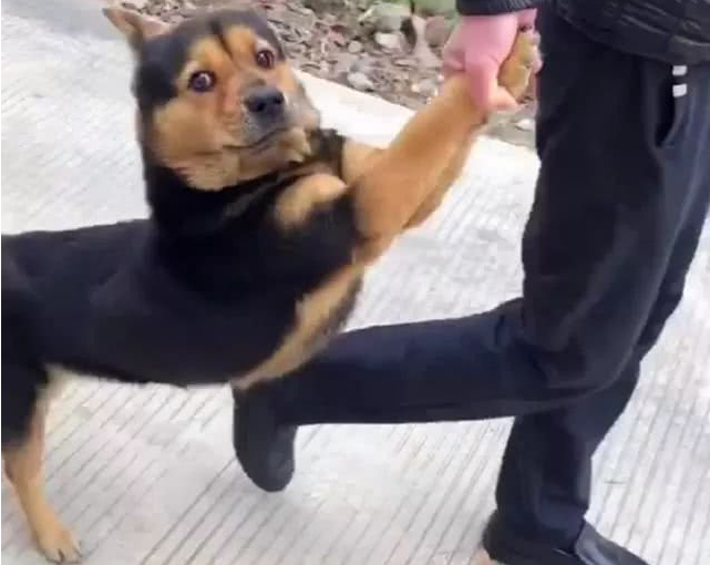 田园犬跑出大门释放自己,被主人家拉着前腿捉回家了,我就很怕了