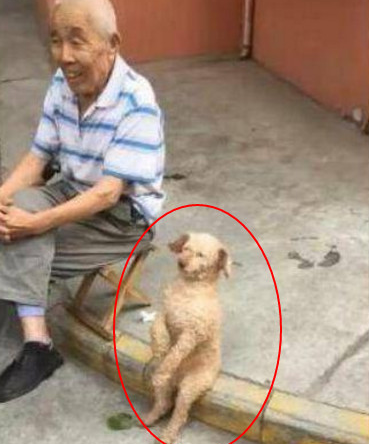 把泰迪送去爷爷家寄养宠物一个礼拜回家后见到它有态度的座姿笑喷了