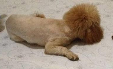 记录下来了两只泰迪犬的成长过程,它们陪伴着小主人,不让其孤单