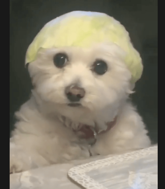 主人家用包菜叶子放到狗狗的头顶，它还一脸可怜脸，传说故事中的菜狗？