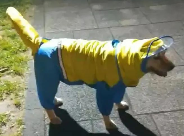 给狗狗穿雨衣散步,铲屎官傻眼了:还不如不穿!