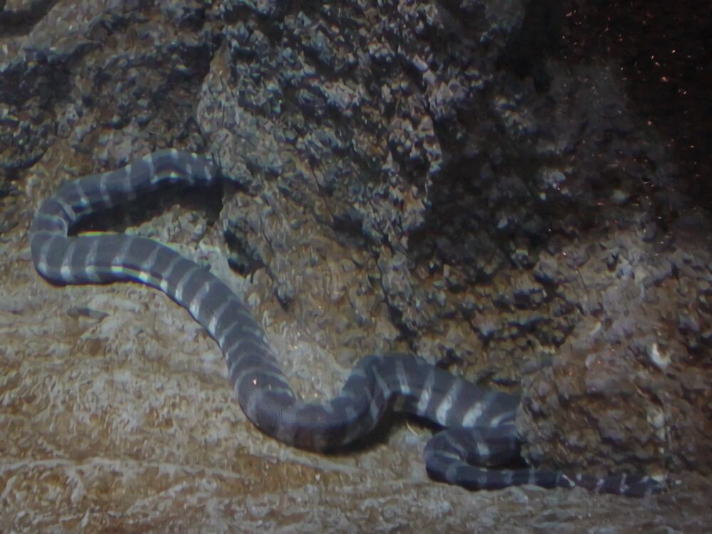 艾基特林海蛇身份信息