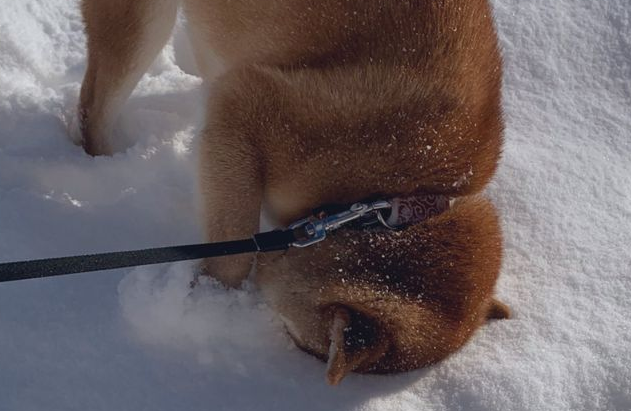 出门遛狗,柴犬突然把脸埋进雪里,网友:它一定是南方狗!