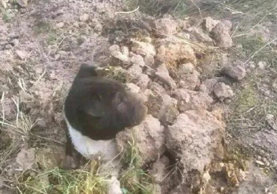 网友好心的把一只流浪犬的遗体埋了,結果……狗子:有毛病吧你?