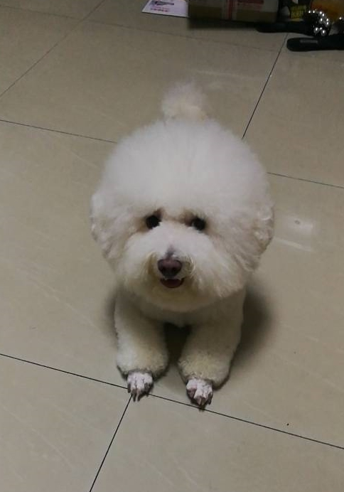 女友开了个玩笑,比熊犬在地上趴了半夜,眼泪不停的往下掉
