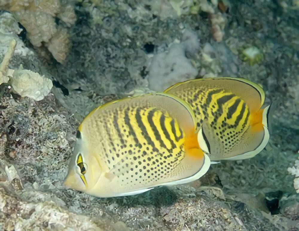 斑带蝴蝶鱼身份信息