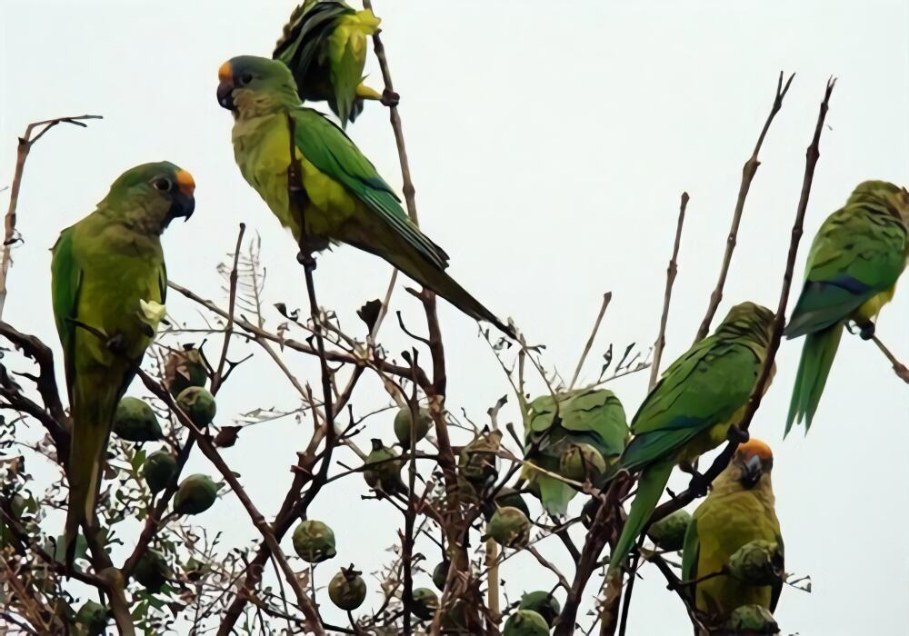 桃额锥尾鹦鹉身份信息
