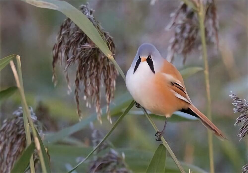 文须雀身份信息