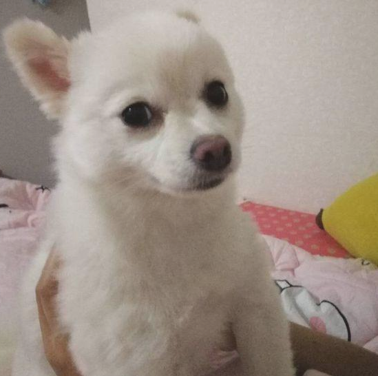女生带著捡到的流浪犬上街,没想到风流倜傥,这下抱都抱不回家