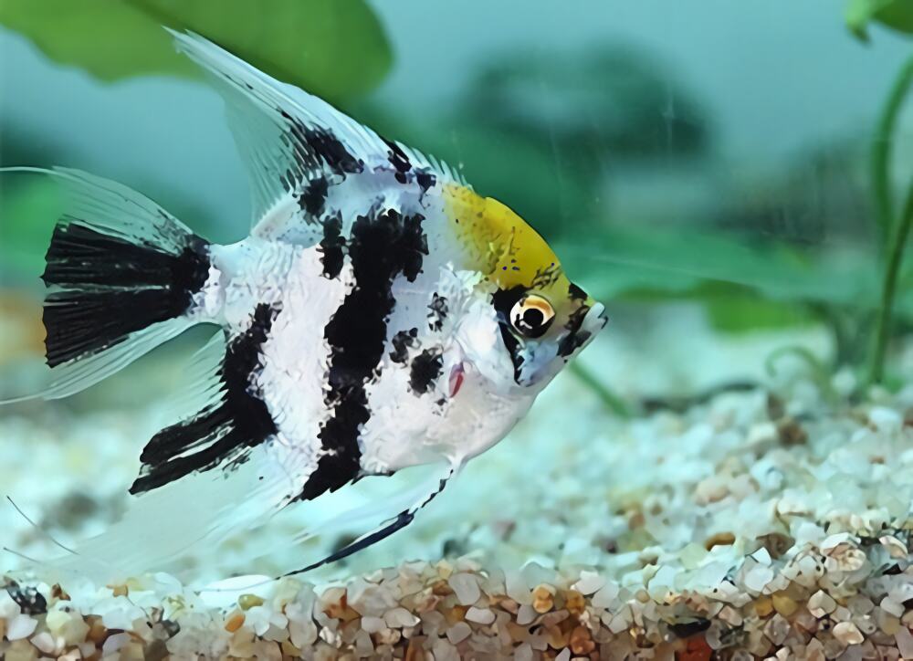 神仙鱼身份信息