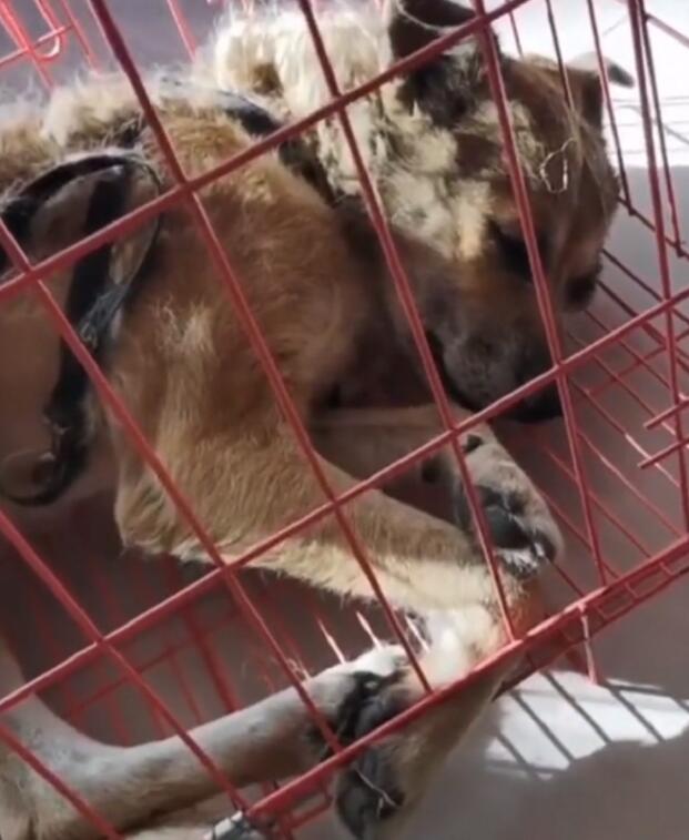 寒冬里，流浪狗连续两天在草地上无助发抖，还好遇上了好心小哥，狗狗终获救