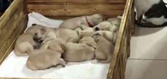 金毛生了一窝小奶狗，主人看了无奈，哪位狗崽子的父亲