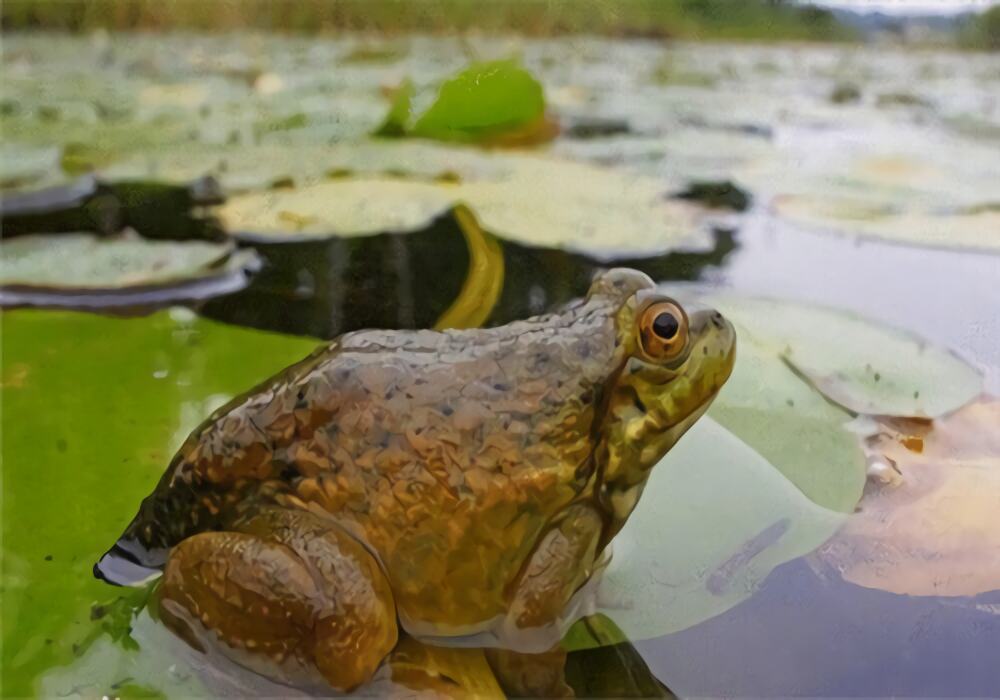青铜蛙身份信息
