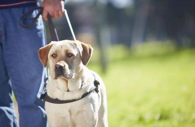 一只导盲犬成本高达22万,还需要保姆伺候:是谁把它们吹成神犬?